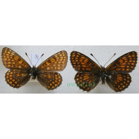 Melitaea aurelia Nickerl, 1850 pair Przeplatka aurelia Czech3j
